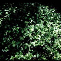 Variegated Deadnettle